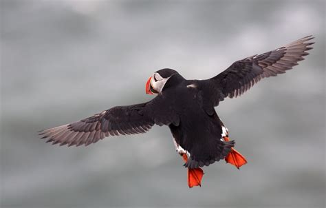 J77A1413 -- Flying Puffin | Flying birds images, Puffins bird, Bird