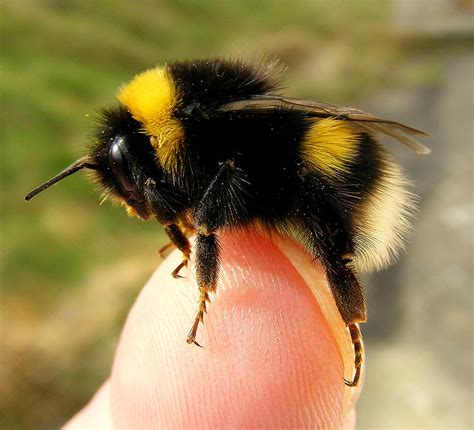 Fuji FinePix S5800.Super Macro.Bumble Bee On My Finger.Mar… | Flickr