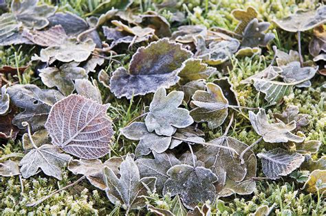 Frost on leaves - Stock Image - B740/0677 - Science Photo Library