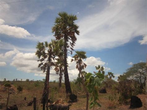 Tanaman Lontar (Borassus flabellifer) dan Aneka Pemanfaatan | kumparan.com