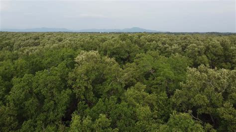 Green mangrove forest in aerial view 7927845 Stock Video at Vecteezy