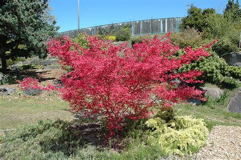 Shindeshojo Japanese Maple (Acer palmatum 'Shindeshojo') in Denver ...