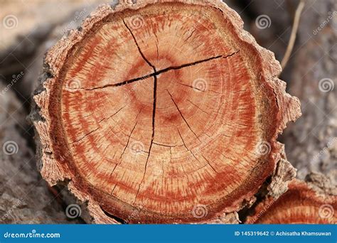 Annual Rings of Timber of the Tree Stock Photo - Image of build, brown: 145319642