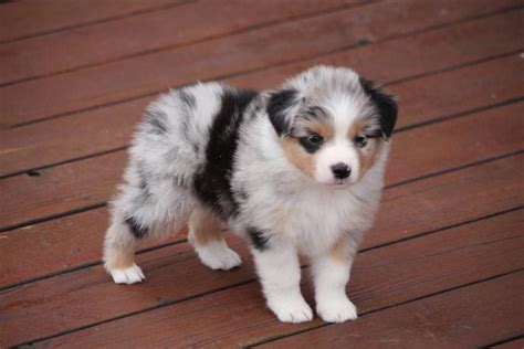 blue-merle-mini-australian-shepherd-puppies-for-sale - Canyon Creek Aussies