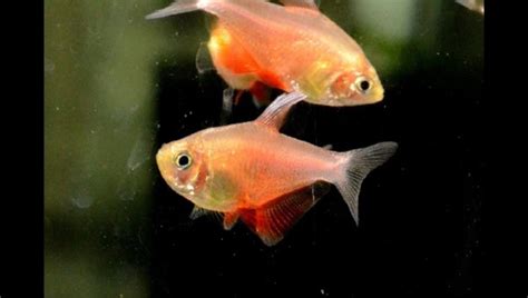 Flame Tetra Guide: Care, Breeding, Size, Substrate & All | 2024