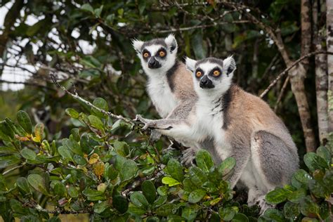 Florian's Photographs: Lemurs in Madagascar