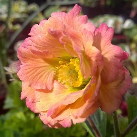 peach flowering perennials - Google Searchmai tai geum | Perennials ...