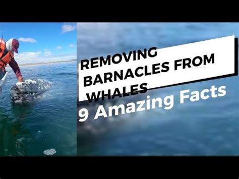 9 Amazing Facts About Removing Barnacles From Whale 🐳 - YouTube