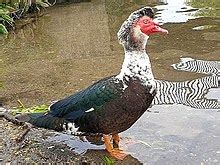 Muscovy duck - Wikipedia