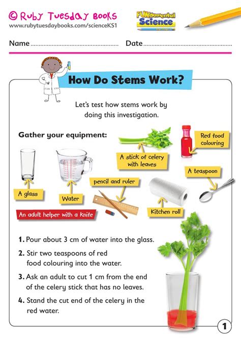 KS1 Science: Plants - how do stems work? Celery experiment. | Teaching Resources | Science ...