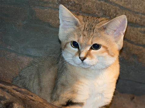 Sand Cat | North Carolina Zoo