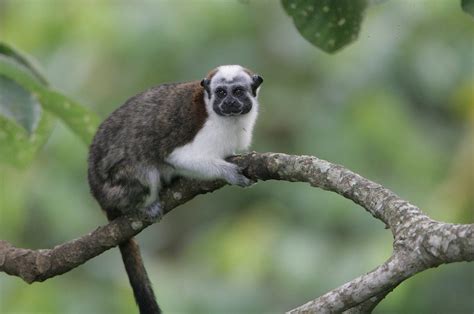 Geoffroy's Tamarin | The Canopy Family