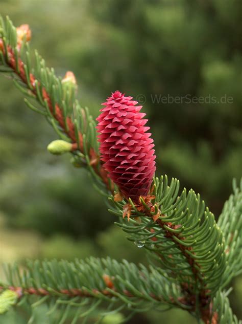 Picea abies, Gemeine Fichte - Saatgut, Samen, Heilpflanzen und Kräuter