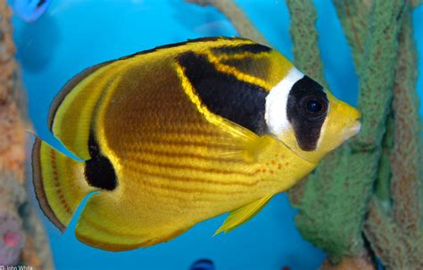 Raccoon Butterflyfish (Chaetodon lunula); Image ONLY