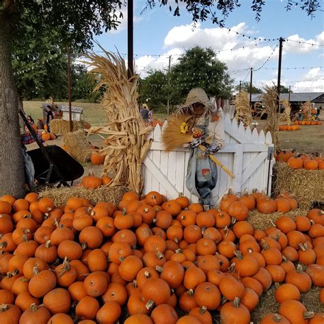 HALL'S PUMPKIN FARM (Grapevine): Ce qu'il faut savoir pour votre visite (avec critiques)