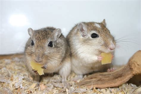 Cute and Funny Gerbils Pictures | Funny And Cute Animals