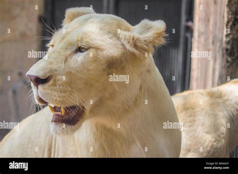 Lion Roar Female High Resolution Stock Photography and Images - Alamy