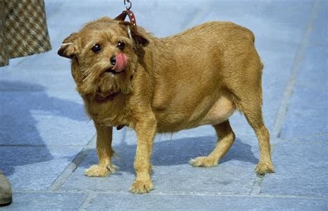 Dog Obesity in Columbus, OH: Causes and How to Prevent It - North Kenny Veterinary Hospital