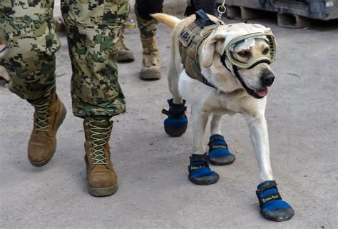 Turkey earthquake: Mexico sends its famed search and rescue dogs - BBC News