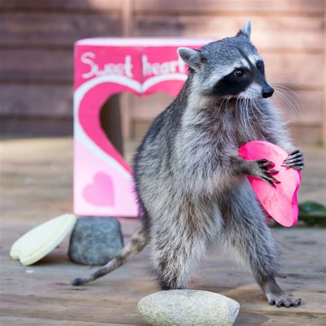 Animals celebrate Valentine’s Day the wild way on February 8 at Woodland Park Zoo | Westside Seattle