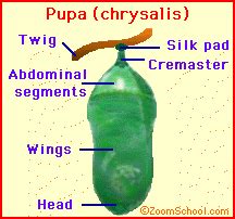 Butterfly Pupa Anatomy - EnchantedLearning.com