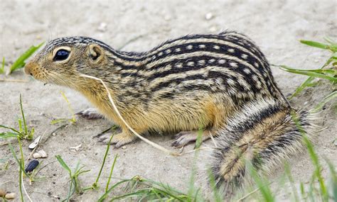 Ground Squirrel - Overview, Facts, Traits, Profile, Habitat - Mammal Age