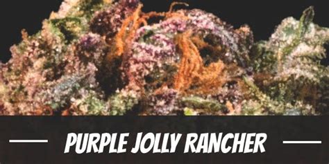 Purple Jolly Rancher Strain Review