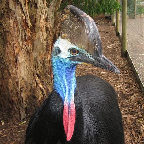 Top 10 Unusual and Scary Looking Birds « WeirdlyOdd.com