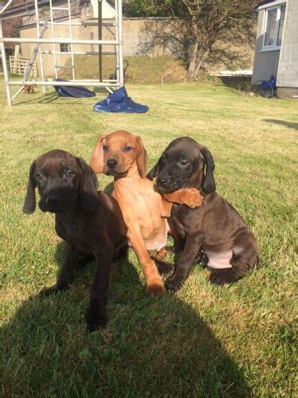 Bavarian Mountain Hound Puppies For Sale | Austin, TX #170906