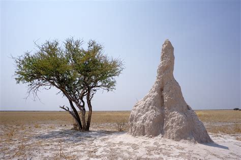 The Termite Mounds of Okavango Delta