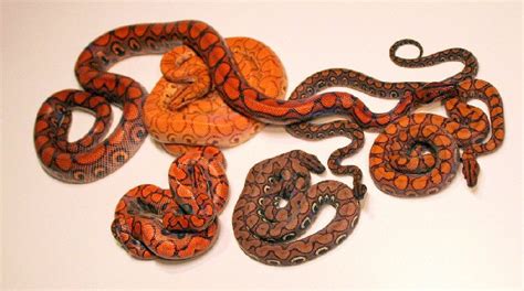 BRB Morphs - Reptile Forums | Brazilian rainbow boa, Beautiful snakes, Reptiles