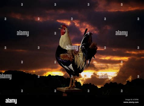 Crowing rooster at sunrise Stock Photo - Alamy