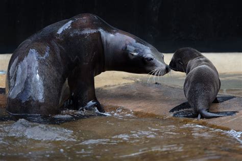 Three California Sea Lion Pups Born at Dublin Zoo! | Dublin Zoo