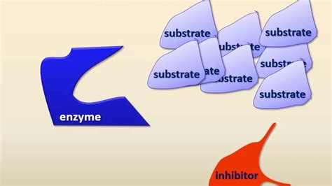 Enzyme regulation - YouTube