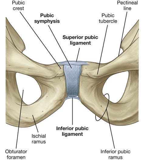 Pelvis and Perineum | Clinical Gate | Perineum, Human skeleton anatomy, Pelvis