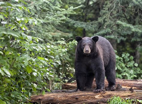 What You Should Know About Michigan Black Bears - MARVAC