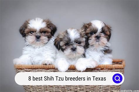 8 Best Shih Tzu Breeders In Texas (2024) - Oodle Life