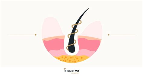 Hair follicles, what are they? – Clínica Capilar I Insparya