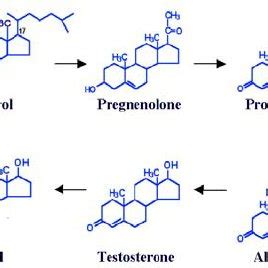 (PDF) Estrogen and brain: Synthesis, function and diseases