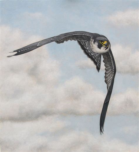 Peregrine Falcon. Oil on panel. 11 x 12 inches. by painterman33 on @DeviantArt | Peregrine ...