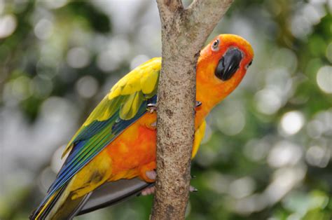 The colourful sun conure by tamli on DeviantArt