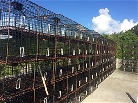 Building a Better Fish Trap : Scientists and U.S. Virgin Islands fishers partner to improve fish ...