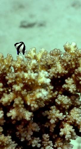 Angelfish | Angelfish & Coral, Great Barrier Reef | michael fontenot | Flickr