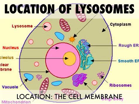 What Does The Lysosomes Do In An Animal Cell - About Lysosome - Assignment Point - Maybe you ...