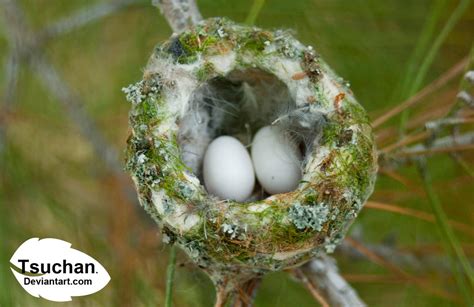 Close Up of Anna's Hummingbird Nest with Eggs by Tsuchan on DeviantArt