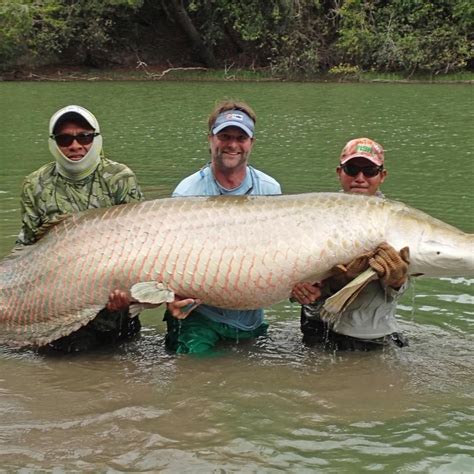 Rewa Eco Lodge - Arapaima Fly Fishing