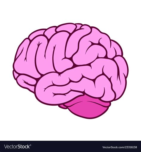 Pink of a human brain Royalty Free Vector Image