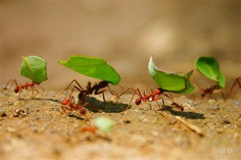 Working hard - Animal & Insect Photos - SeMaHa's Photoblog