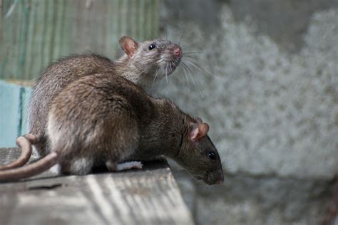 Rare disease carried by rats leaves 1 dead, 2 sickened