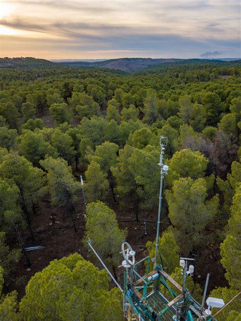 In Israel, Questions Are Raised about a Forest that Rises from the Desert - Yale E360